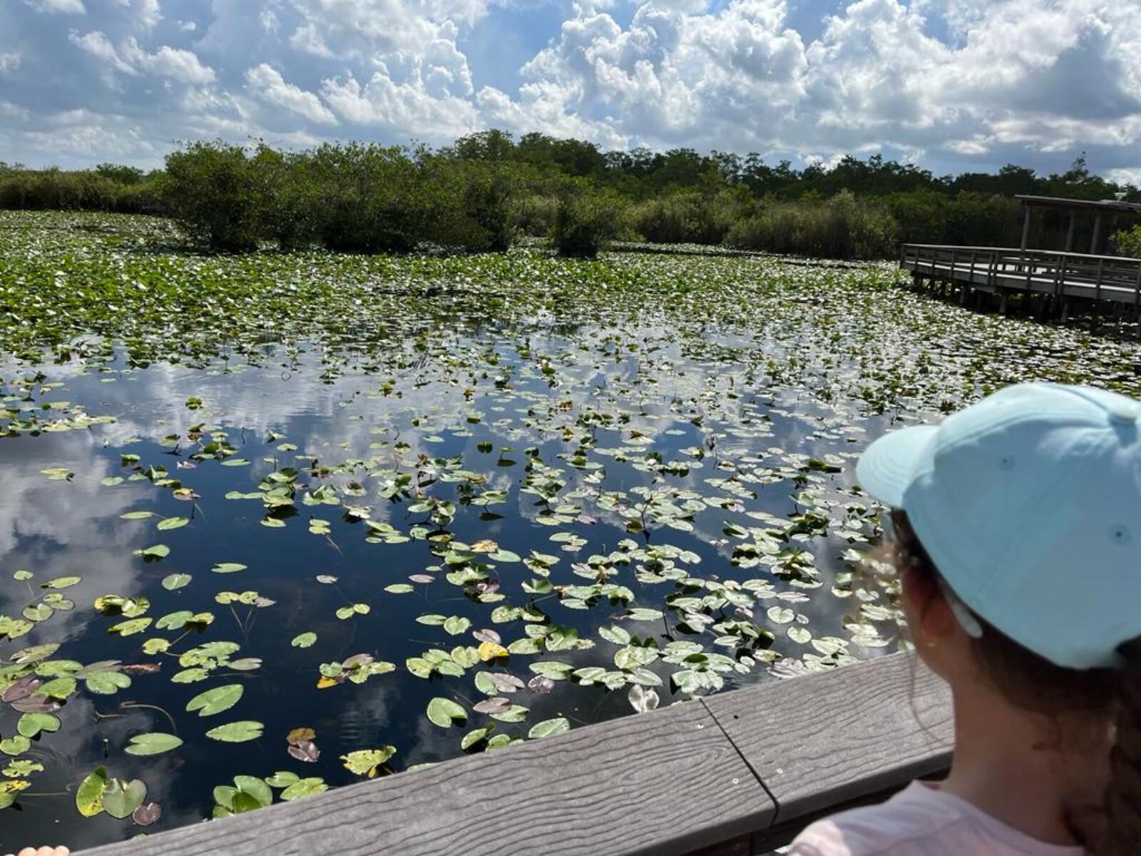 Everglades