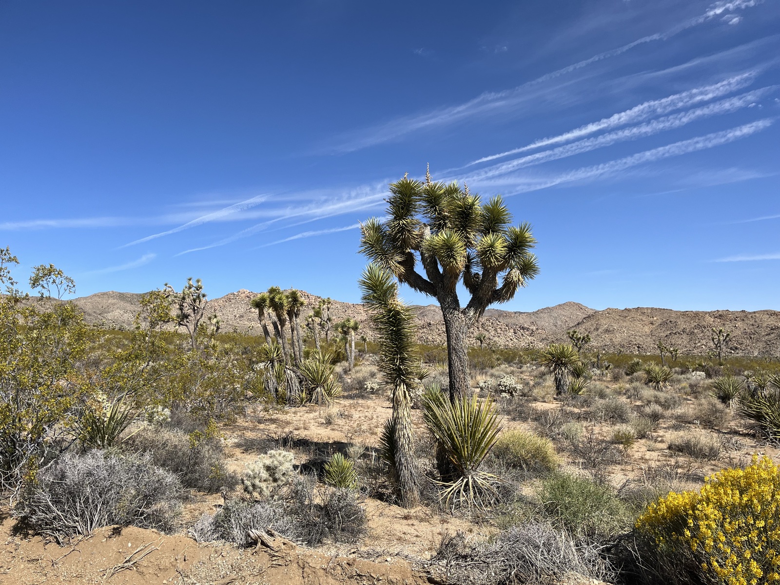 Joshua Tree