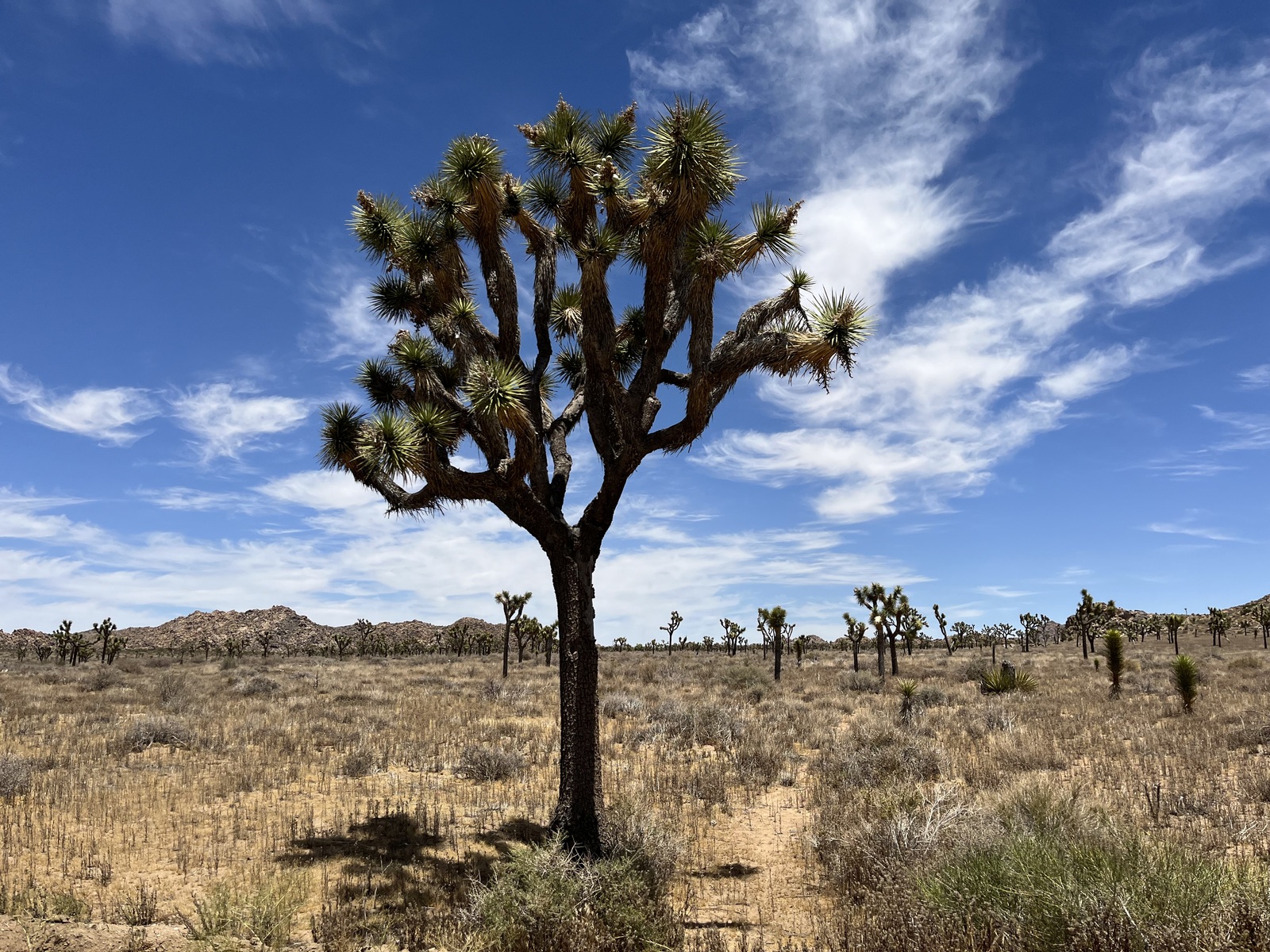 Joshua Tree