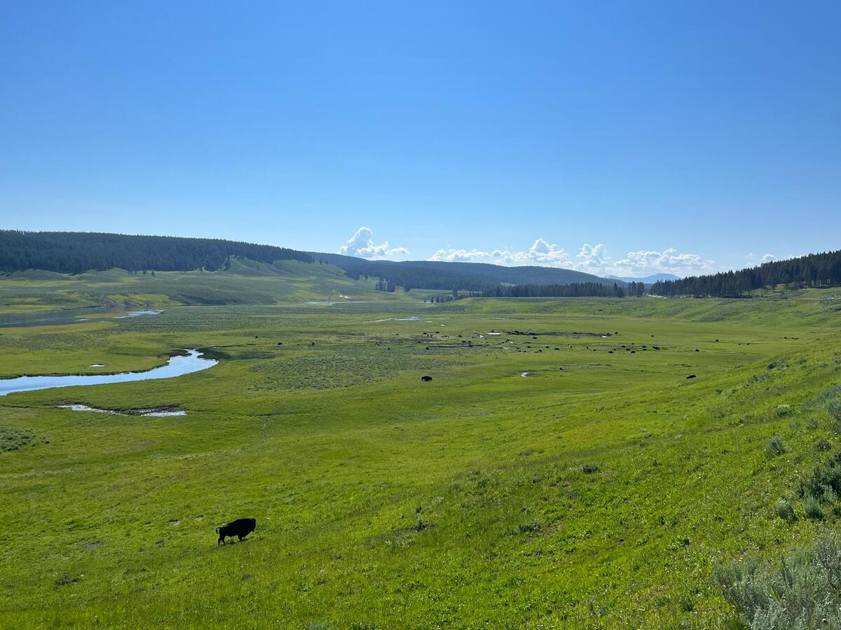 Yellowstone